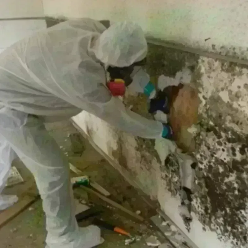 Mold Remediation and Removal in Overlea, MD